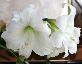 Амариліс Монт Бланк (Mont Blanc)купити