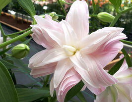 Лілія махрова Лотус Бріз (Lotus Breeze)купити