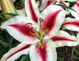 Лілія орієнтальна  Хачі (Hachi)купити