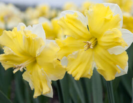 Нарцис з розсіченою коронкою Бельканто (Belcanto) в горщикукупити