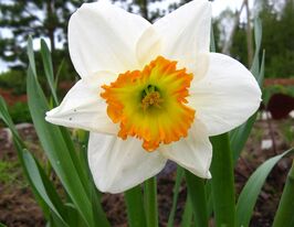 Нарцис корончатий Роулет (Roulette)купити