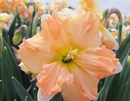 Нарцис махровий Вальс (Waltz)купити