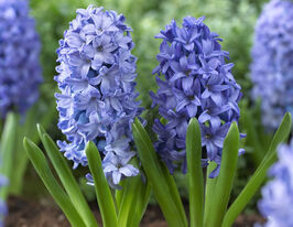 Гиацинт Аква (Aqua) купить