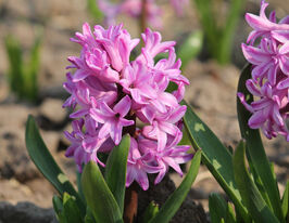 Гиацинт Анна Лиза (Anna Liza) купить