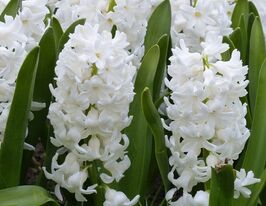 Гиацинт Антарктика (Antarctica) купить