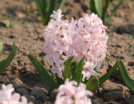 Гиацинт Чина пинк (China Pink) купить