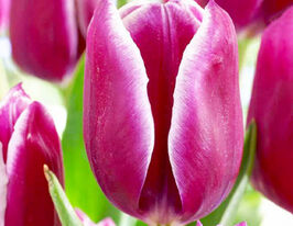 Тюльпан Триумф Арабиан Мистери (Arabian Mystery) купить