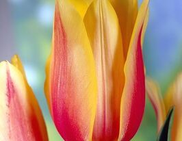 Тюльпан Блашинг Бьюти (Blushing Beauty) купить