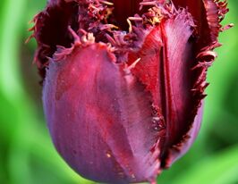 Тюльпан Бахромчатый Блэк Джевел (Black Jewel) купить