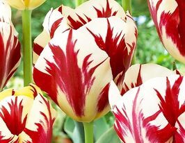 Тюльпан Триумф Гранд Перфекшн (Grand Perfection) купить