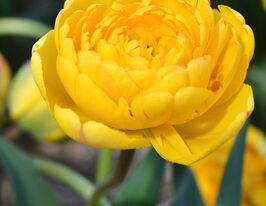 Тюльпан Махровий Єлоу Помпонетте (Yellow Рomponette)купити