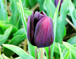 Тюльпан Пельге (Pelger) купить