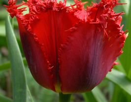 Тюльпан Бахромчатый Ред Винг (Red Wing) купить