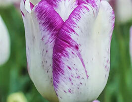 Тюльпана Триумф Ширли (Shirley) купить