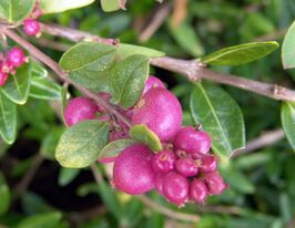 Сніжноягідник Хенаульта (Symphoricarpos x chenaultii)купити