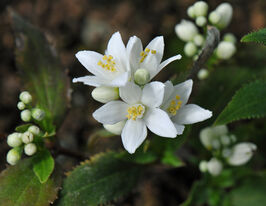 Дейція витончена (Deutzia gracilis)купити