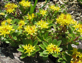 Очиток живучий (Sedum aizoon) купить