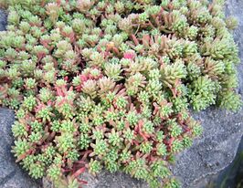 Седум испанский (Sedum hispanicum) купить