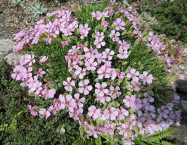 Мыльнянка Оливана (Saponaria x olivana) купить