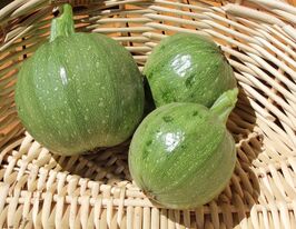 Кабачок цуккини Тондо чиаро  ди Низза купить