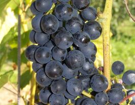 Виноград синий в Украине: купить саженцы синего винограда по почте