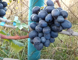 Виноград Чорний Яструбкупити