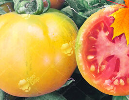 Томат Листопадкупити