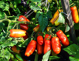 Томат Веселий гномкупити