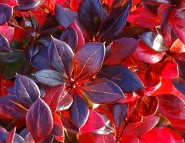 Барбарис середній  Ред Джевел (Red Jewel)купити