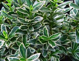 Бруслина Форчуна Варієгатус (Variegatus)купити