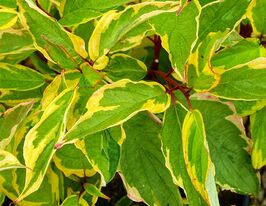 Дерен білий Гоучаулті (Gouchaultii)купити