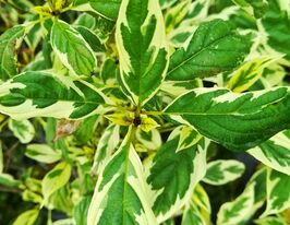 Дерен отприсковий Вайт Голд (White Gold)купити