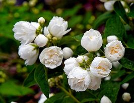 Жасмін садовий Букет Бланк (Bouquet Blanc)купити