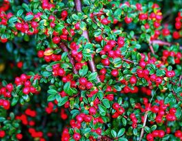 Кизильник горизонтальний (Cotoneaster horizontalis)купити
