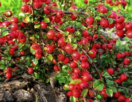 Кизильник нан-шань Боер (Boer)купити