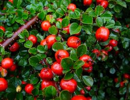 Кизильник спіральний Шнайдер (Schneider)купити