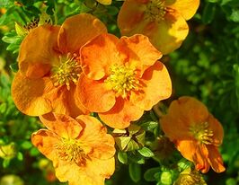 Лапчатка кущова Танжерін (Tangerine)купити