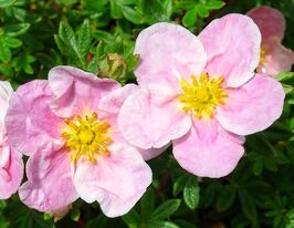 Перстач чагарниковий Блінк Прінцеса (Princess Blink)купити