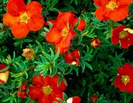 Перстач чагарниковий Фрідхем (Fredhem)купити