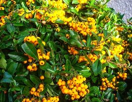 Піраканта Голден Чармер (Golden Charmer)купити