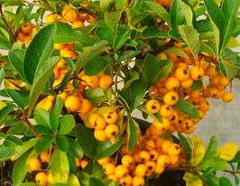 Пираканта Солейл Дор (Pyracantha Soleil d'Or) купить