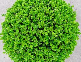 Самшит дрібнолистий Фолкнер (Faulkner)купити