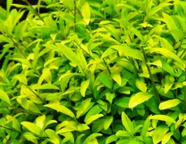 Бірючина золотиста Ауреум (Ligustrum vulgare aureum)купити