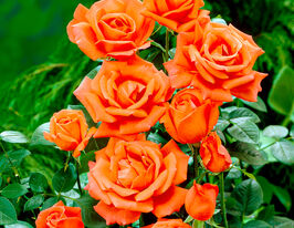 Роза чайно-гибридная Джоро (Joro) купить