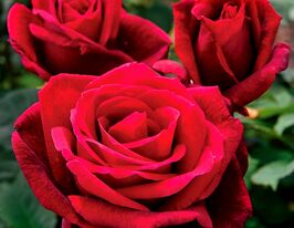 Роза чайно-гибридная Мистер Линкольн купить