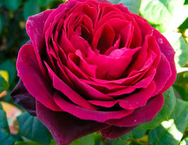 Роза чайно-гибридная Олд Ромео купить