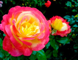 Роза чайно-гибридная Ориент (Orient) купить