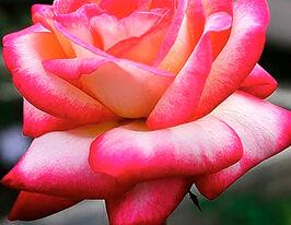 Роза чйно-гибридная Рина Херхольдт купить