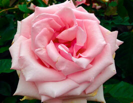 Роза чайно-гибридная Отель Савой (Savoy Hotel) купить