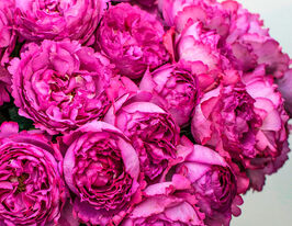 Роза чайно-гибридная Ив Пьяже (Yves Piaget) купить